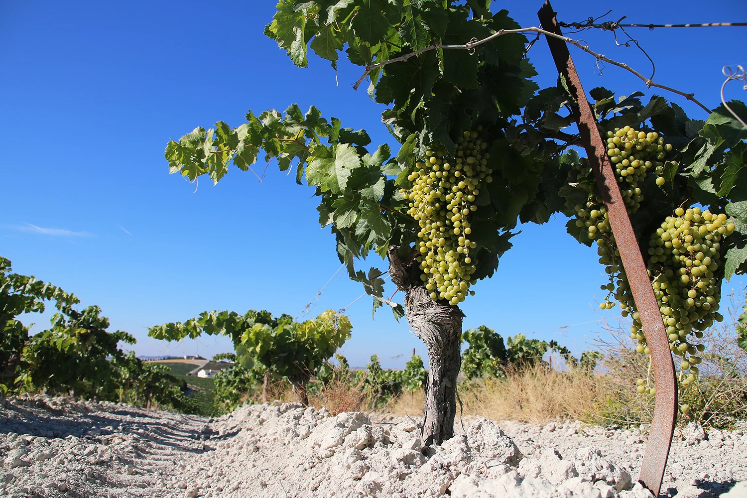 Palomino Fino on the chalky albariza soils of Pago Marchanudo near Jerez