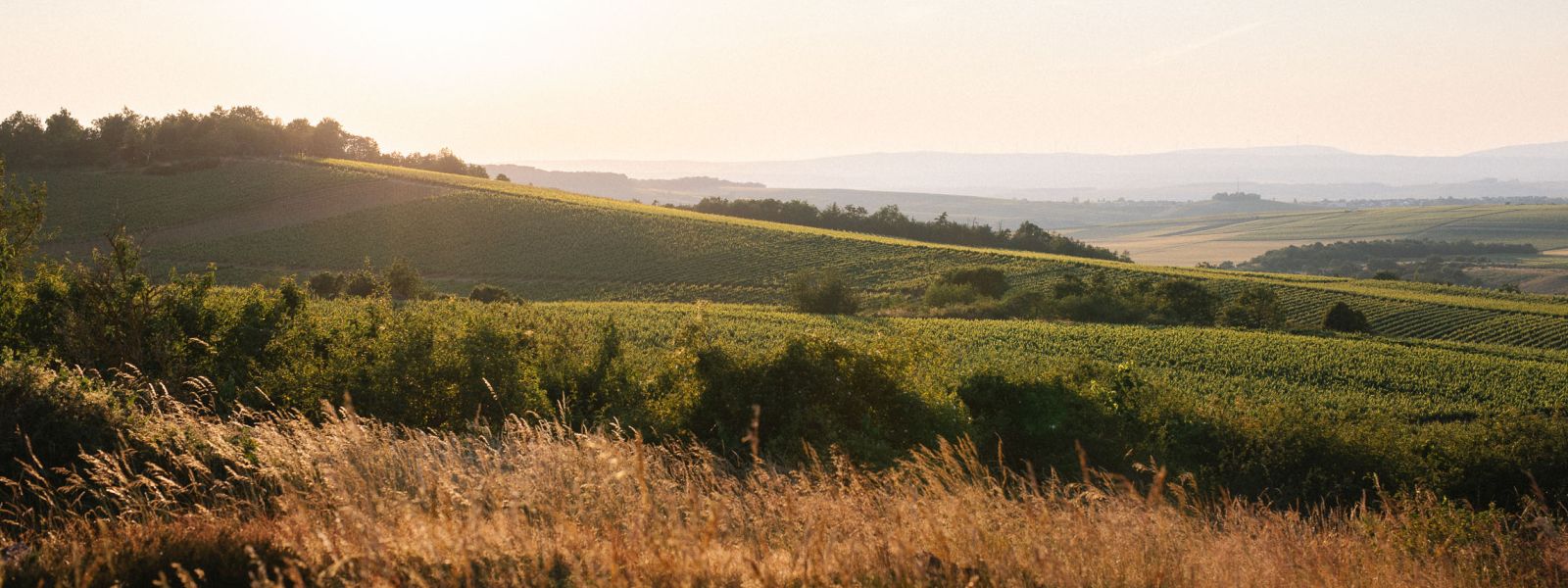 Weingut Müller-Oswald